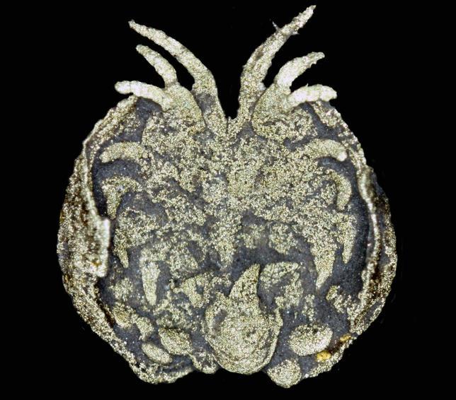 Amor maternal de hace 450 millones de años