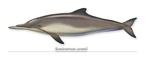 La mayor mandíbula jamás vista en un mamífero