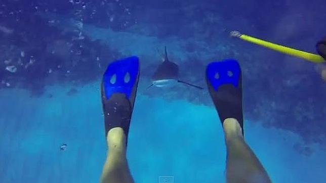 El ataque de un tiburón a un buceador grabado en primera persona
