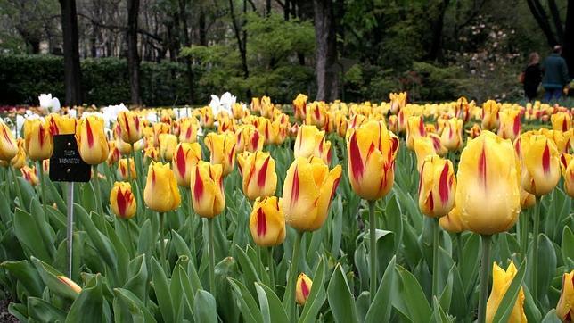¿Por qué florecen las plantas en primavera?
