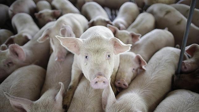 La reforma energética apaga las plantas de purín y oscurece el futuro del sector porcino