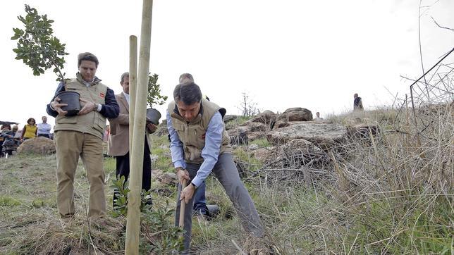 Un cuarto de millón de árboles repoblarán el incendio de Robledo