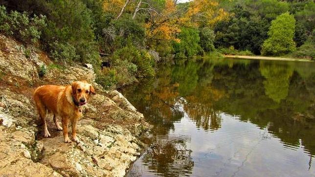 Rutas para familias con perros por Navacerrada