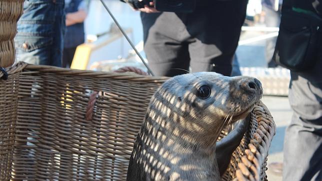 El camino de vuelta a casa de los mamíferos marinos varados en Galicia