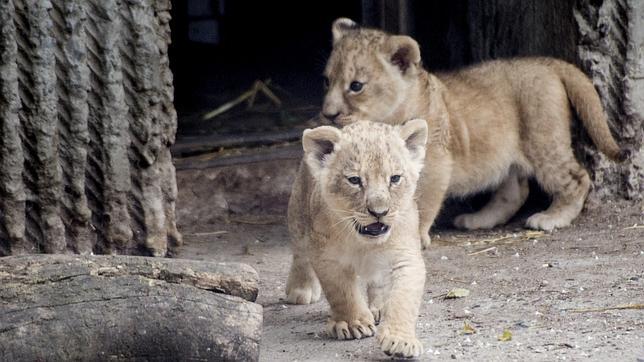 El zoo que mató a la jirafa Marius sacrifica a cuatro leones, dos de ellos cachorros