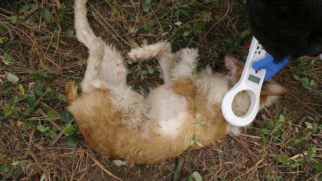 Detienen a un vecino de Padrón por matar a dos de sus perros con una escopeta