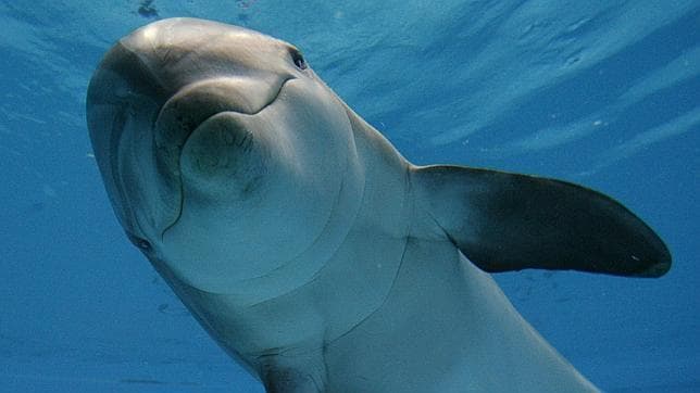 La primera traducción simultánea del silbido de un delfín
