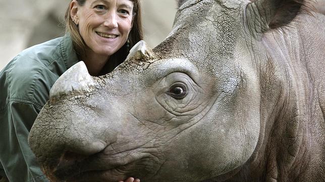 Muere uno de los contados rinocerontes de Sumatra nacidos en cautividad