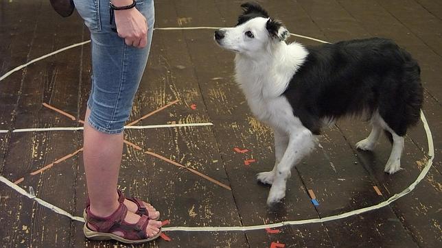 Uno de los perros que participaron en el estudio