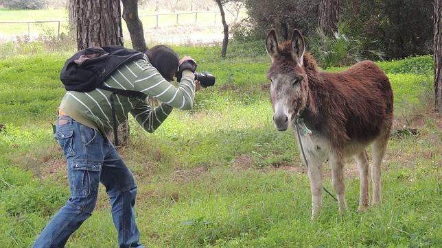 Burritos-bomberos para prevenir incendios en el Espacio Natural de Doñana