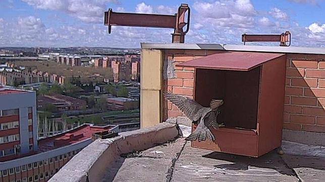 Una pareja de halcón peregrino «reside» en la azotea del 12 de Octubre