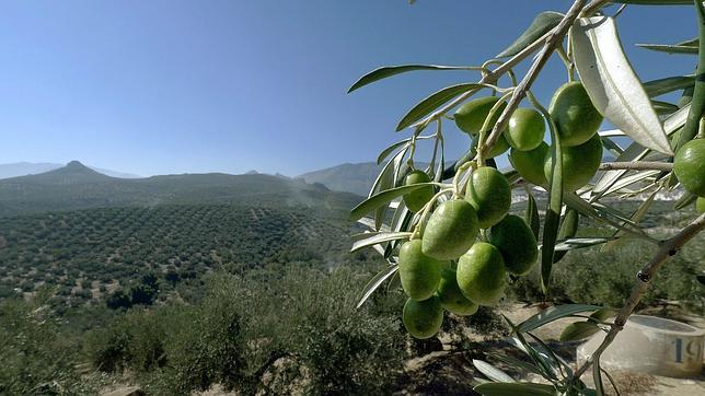 Campos de olivos en Andalucía