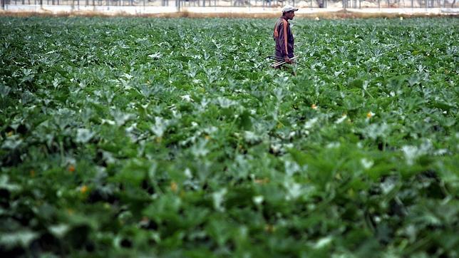 Campos de San Javier y de Torrepacheco