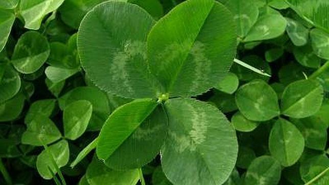 ¿Encontrar un trebol de cuatro hojas es azar o suerte?