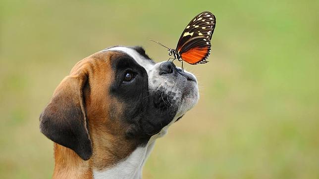 Pasos para evitar garrapatas y pulgas en tu mascota esta primavera