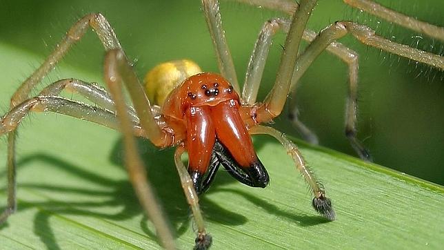 La «adicción» de una araña por la gasolina hace que Mazda revise 52.000 vehículos en Estados Unidos