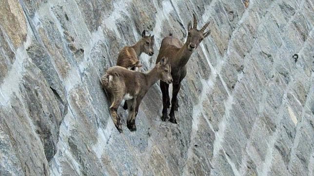 Las asombrosas cabras escaladoras de Italia