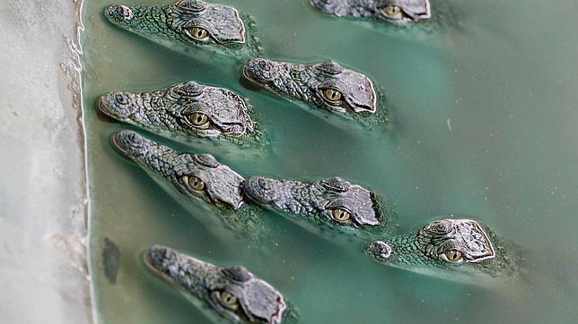 Zimbabue vuelve «veganos» a sus cocodrilos «en pro de la moda»