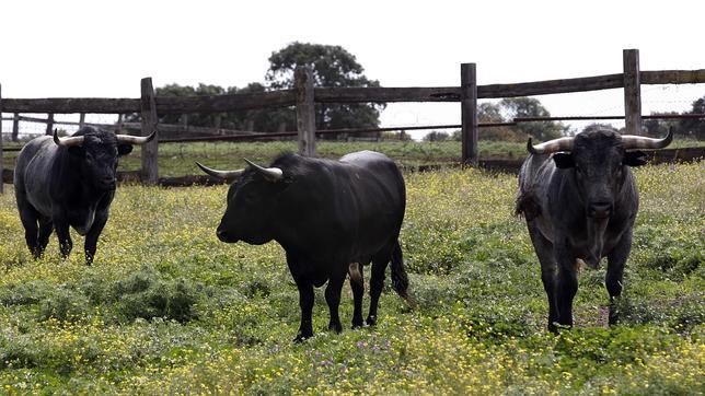 Estos son los toros con los que Miura hará historia en Sevilla
