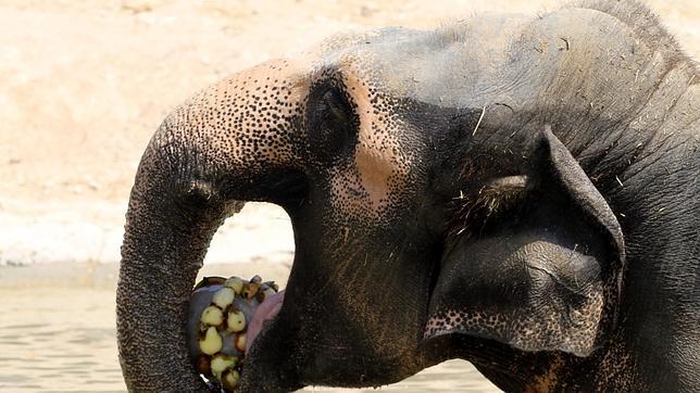 Vídeo: Así se saludan dos elefantes vecinos en un zoo