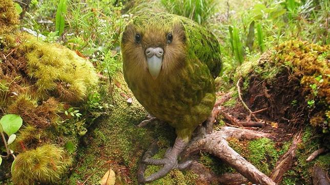 El kakapo de Nueva Zelanda