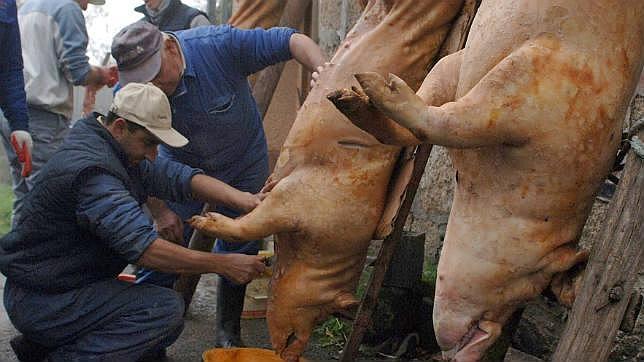 Investigadores descubren la incidencia de la «salmonella» en la carne de cerdo