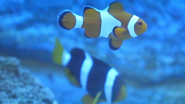 El CO2 presente en el agua impide a los peces detectar a sus depredadores