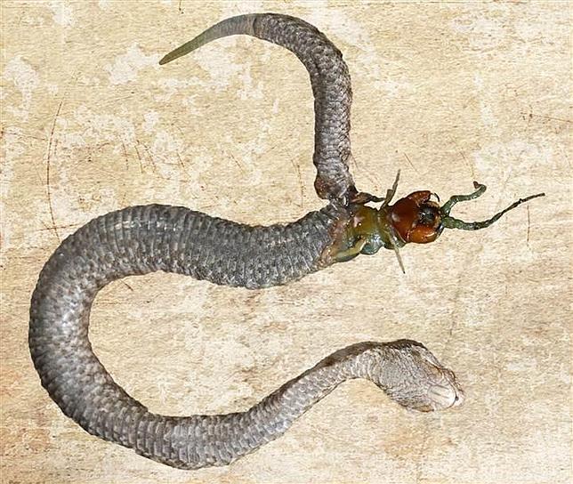 La víbora devorada (desde dentro) por su propia cena