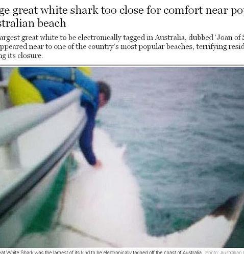 Un monstruoso tiburón blanco acecha las playas de Australia