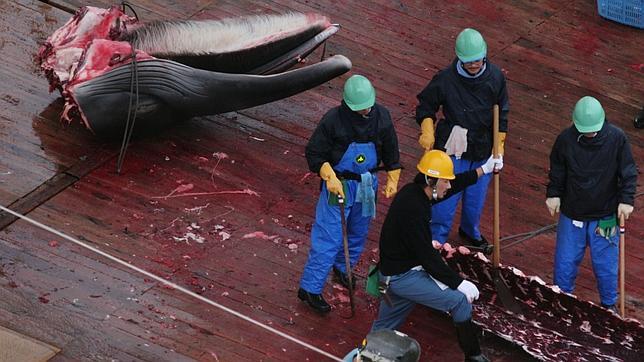 Japón está considerando cancelar su campaña ballenera en el Pacífico