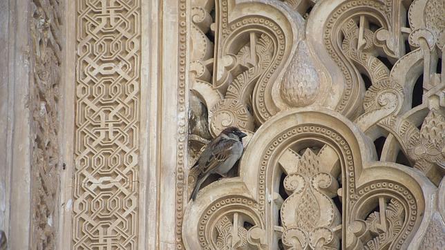 La Alhambra protege su patrimonio gracias a sus vencejos y sapos