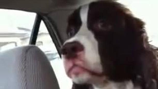 Rocco, el «perro-delfín» que se vuelve loco con las ardillas