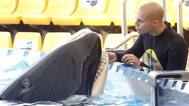 Morgan, la orca varada en Holanda, se queda en el Loro Parque de Tenerife