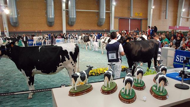 Crónica de un concurso de belleza de vacas lecheras