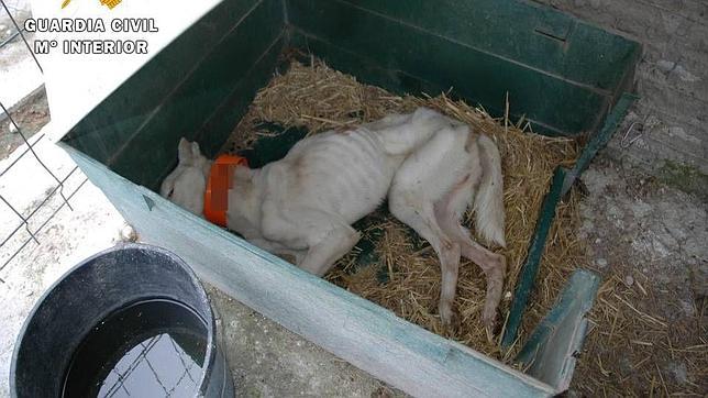 Imputado por un delito de maltrato animal el dueño de una perrera de Fayón (Zaragoza)