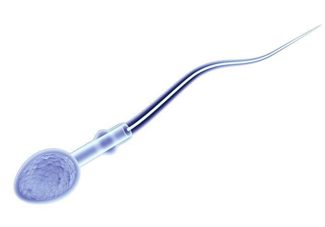 Primer paso para devolver la fertilidad a los hombres estériles