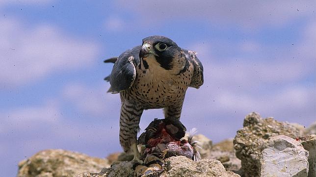Halcón peregrino