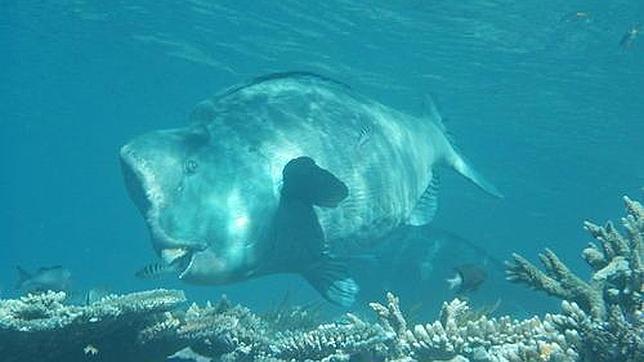 La decisión de Australia de crear el mayor puerto de carbón del mundo preocupa a la Unesco