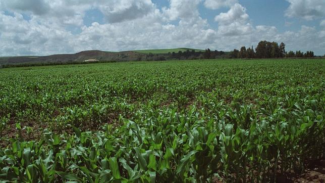 El 90% de los transgénicos se cultivan solo en seis países