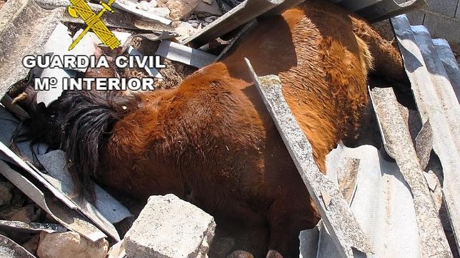Detenido por dejar morir de hambre a dos caballos y un perro