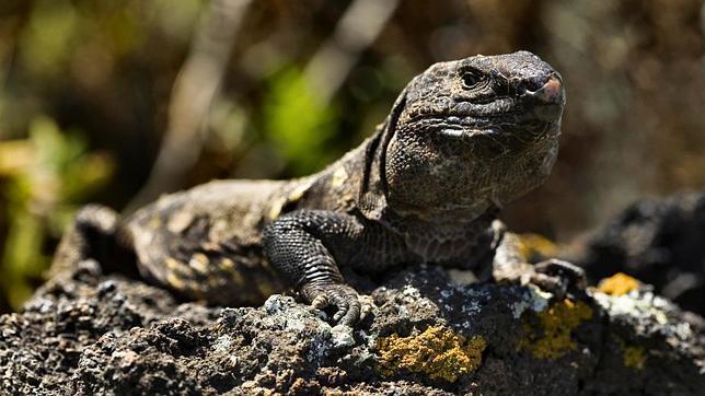 Lagarto gigante