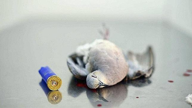 «No viajar a Malta», la respuesta dada a la «masacre de aves» que vive la isla
