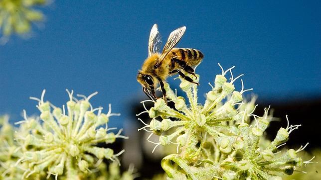 La extinción de las abejas afecta al 70% de la producción agrícola española