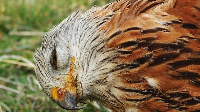 Prisión y multa para el gestor de un coto por el uso de veneno y maltrato