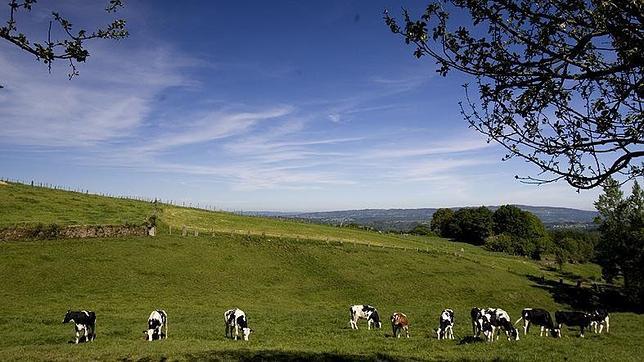 En busca de la vaca perfecta