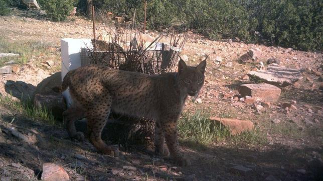 Confirman la presencia estable de un nuevo lince ibérico en Ciudad Real