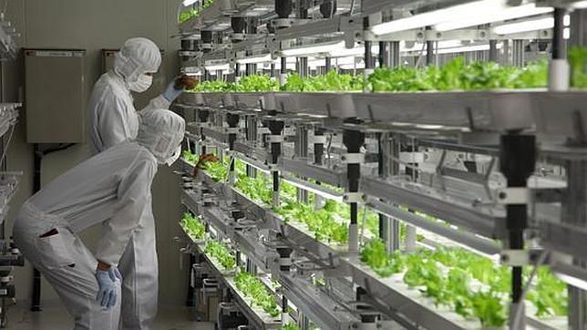 Fujitsu cultiva lechugas de «alta tecnología» en Fukushima