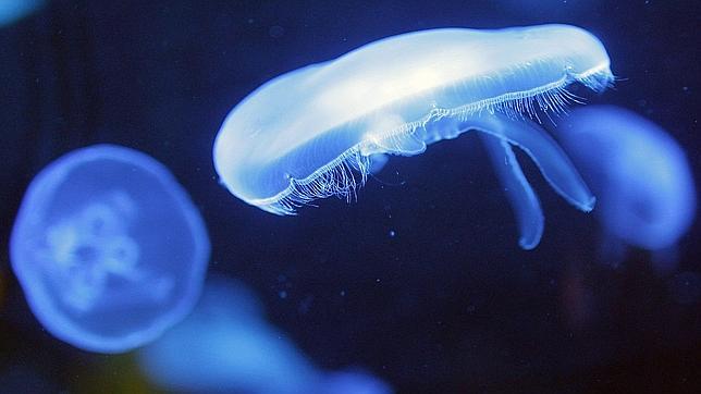 La asombrosa belleza de las medusas
