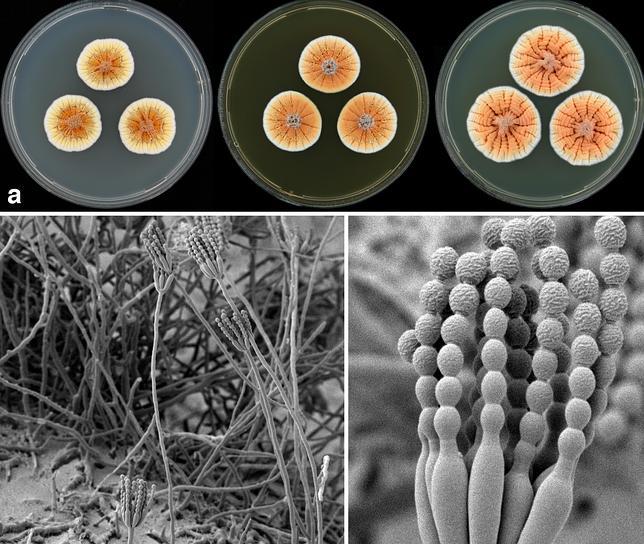 El hongo Penicillium vanoranjei