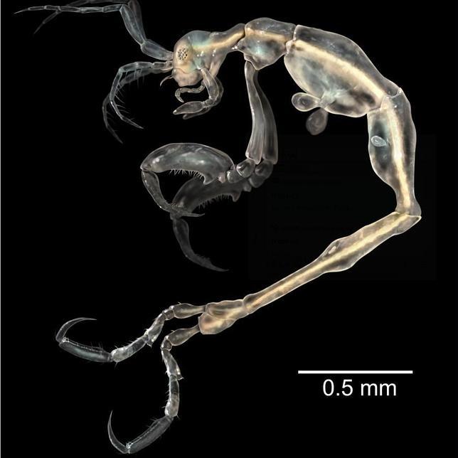 El camarón Liropus minusculus